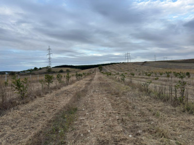 Teren 37.500 mp, 92,67m deschidere, cu plantație de nuci !